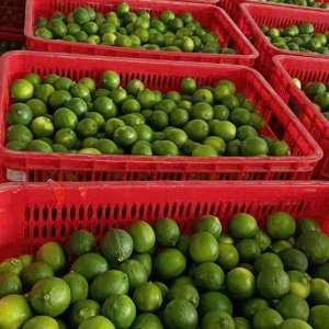 Giá chanh không hạt ổn định, nguồn cung dồi dào