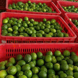 Chanh Không Hạt Long An – Nguồn Sỉ Giá Tốt, Cung Ứng Toàn Quốc