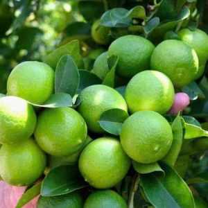 Chanh không hạt – Không chỉ là trái cây, mà còn là giải pháp sức khỏe