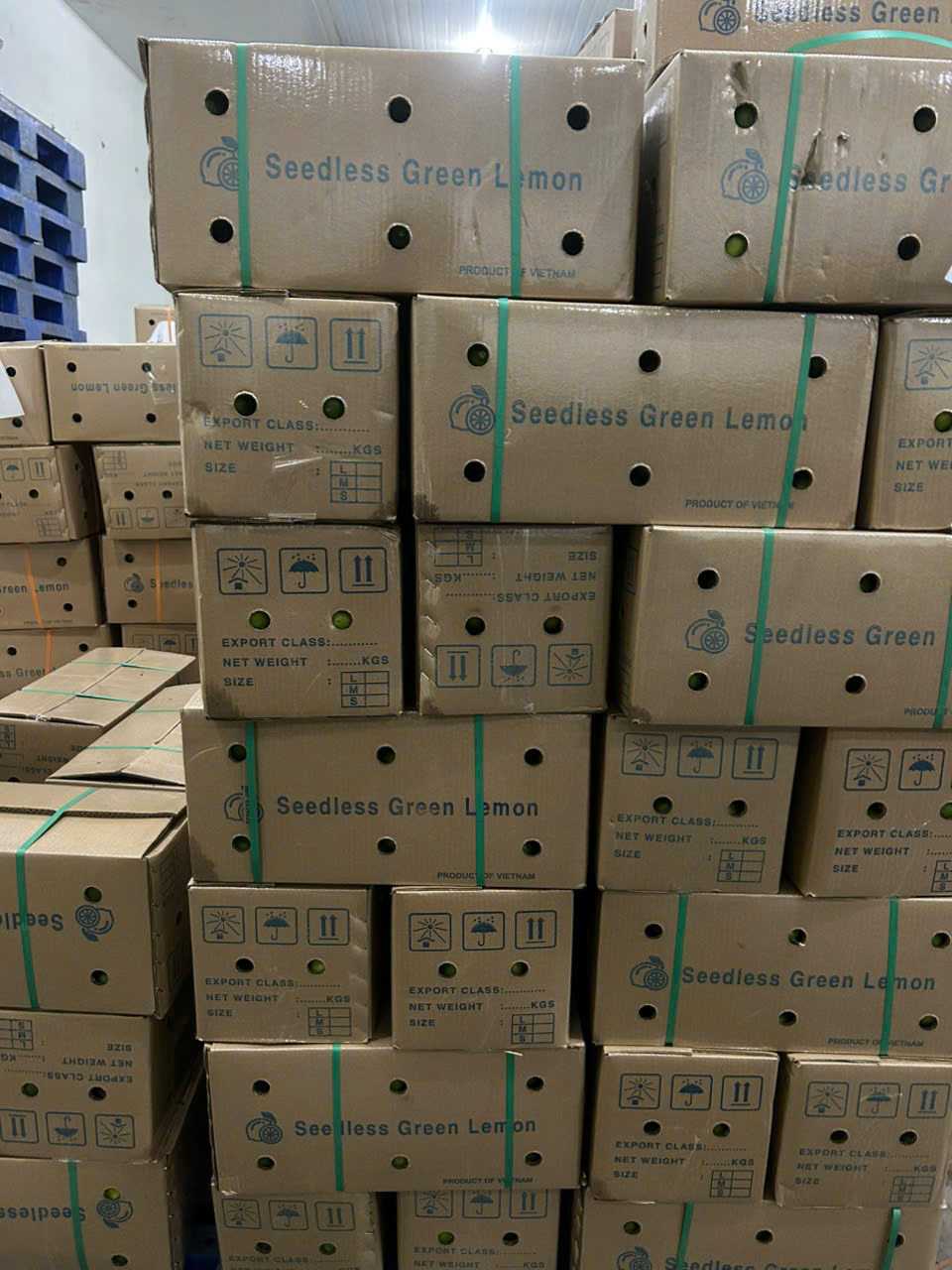 Kho tập kết chanh không hạt Hoàng Đặng phục vụ xuất khẩu Singapore