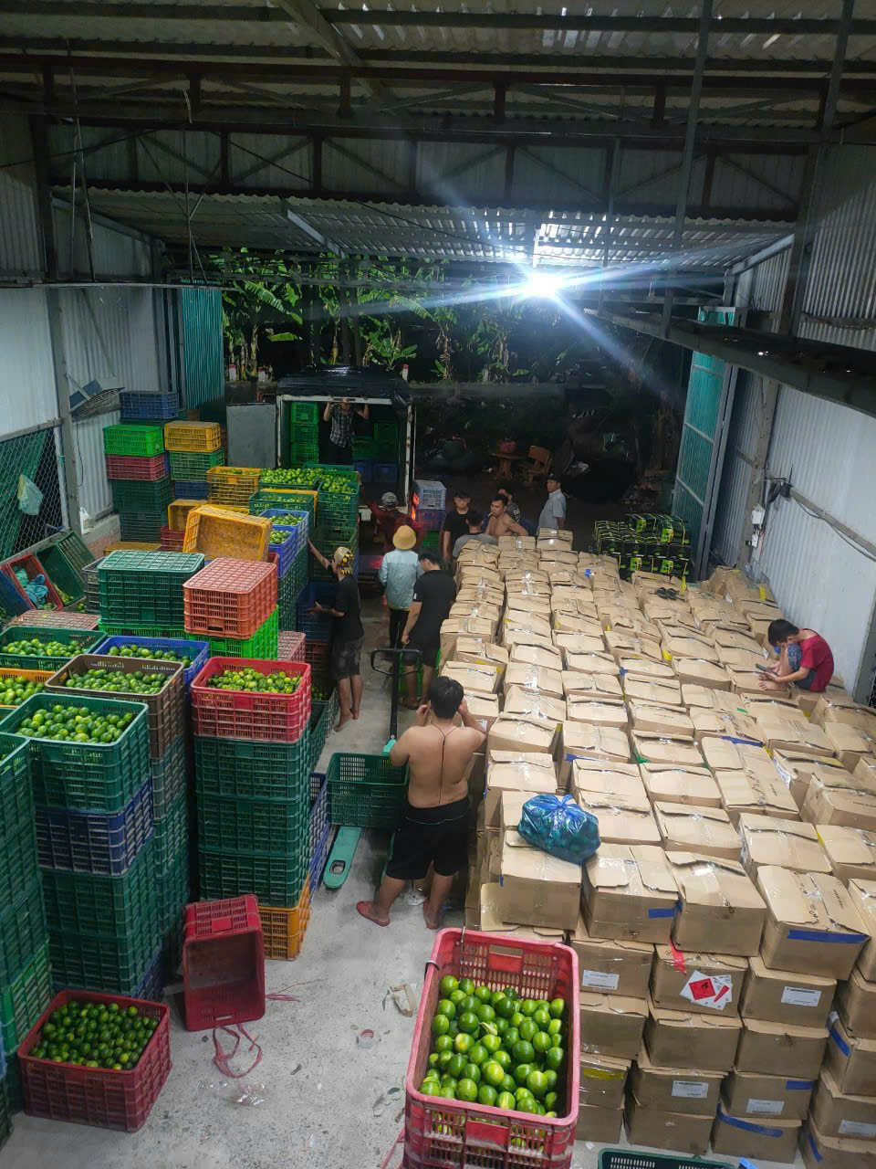 Kho tập kết và đóng gói chanh không hạt Hoàng Đặng xuất khẩu Campuchia