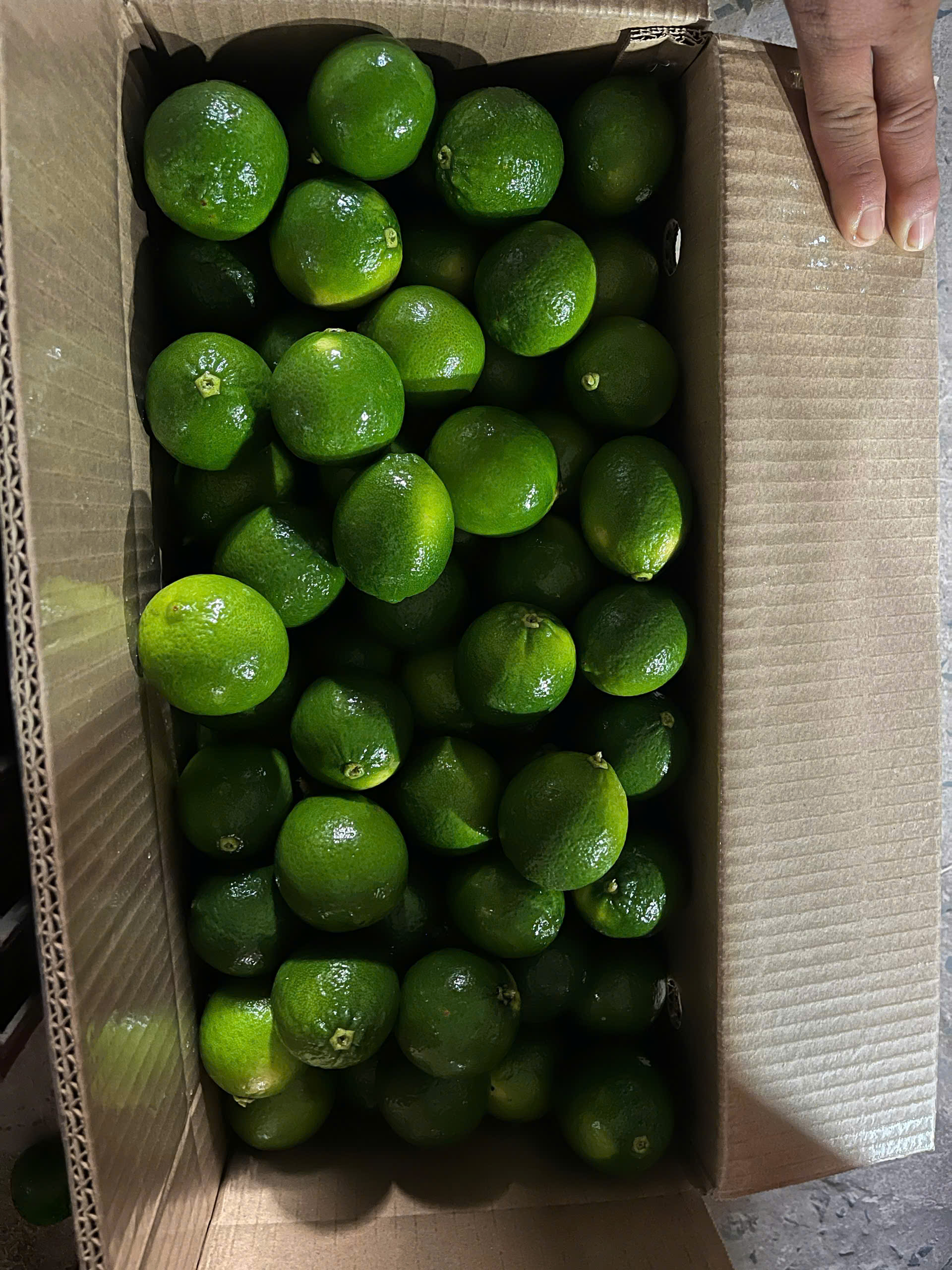 Chanh không hạt Hoàng Đặng xanh tươi chất lượng cao